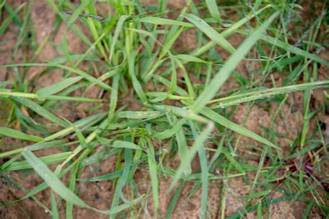 Cynodon dactylon (Bermuda grass)