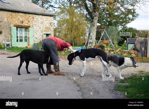 How Long Do Dogs Stay Stuck Together