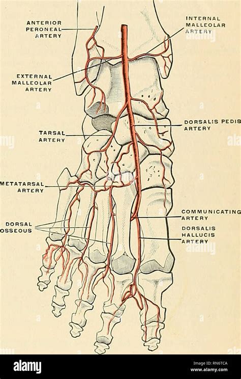 Peroneal Artery High Resolution Stock Photography and Images - Alamy