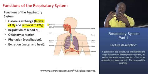 Respiratory System Functions