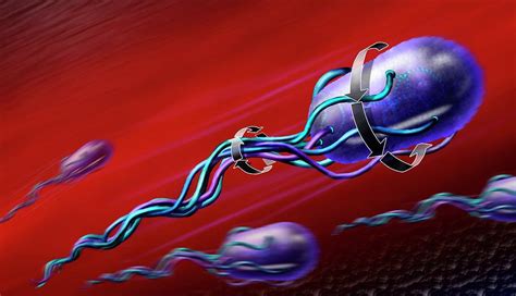 Bacterial Flagella Transport Photograph by Nicolle Rager-fuller, National Science Foundation ...