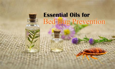 Essential Oils for Killing Bed Bugs