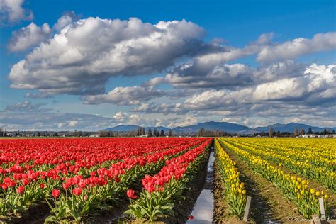 Lr5_8637 | Tulip Festival in Mount Vernon, WA | PixelArtist55 | Flickr