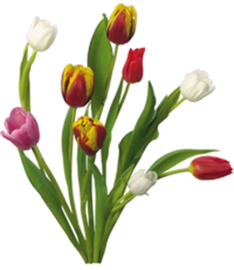 Spring Flowers PNG, Spring Flowers Transparent Background - FreeIconsPNG