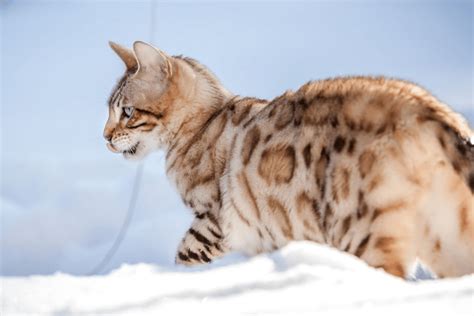 43+ Snow Bengal Cat Colors - Furry Kittens