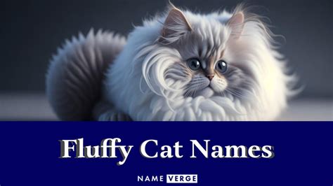 Fluffy Cat Names: 313+ Cute Names For Your Silky Cat