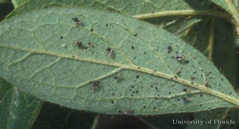 Common Azalea Lace Bug Can Be Controlled | Gardening in the Panhandle