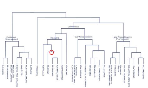 primate family tree diagram - Devona Bozeman