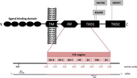 FLT3 mutations. Schematic illustration displaying AML-specific FLT3 ...