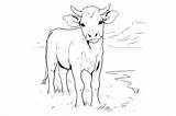 Cattle Coloring Pages For Kids Graphic By MyCreativeLife · Creative Fabrica sketch template