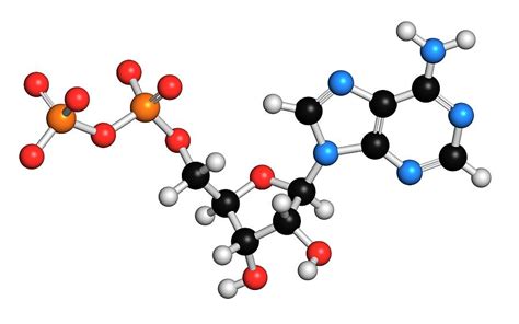 Adenosine Diphosphate Molecule Photograph by Molekuul - Pixels