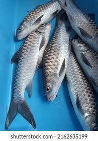 839 Mahseer Fish Images, Stock Photos & Vectors | Shutterstock