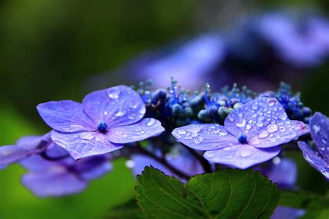 花/植物「雨の紫陽花」壁紙1920x1280 - 壁紙館