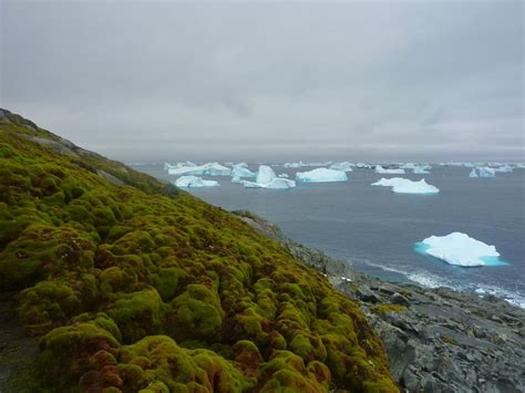 Fast-Growing Moss Is Turning Antarctica Green