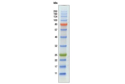 Color-coded Prestained Protein Marker, Broad Range (11-250 kDa) | Cell ...