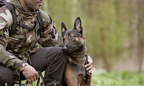 Military Dog Names for Fearless & Powerful Dogs – Pet Guide Reviews