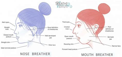 Nose Breather Vs Mouth Breather - Physio Marylebone - Martin Higgins Physio