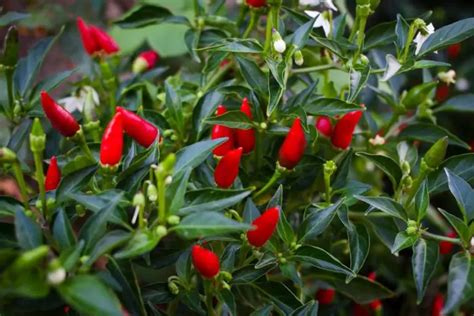 Growing Tabasco Peppers, a Complete Growing Guide – The Spicy Trio