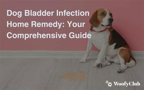 Dog Bladder Infection Home Remedy: Your Comprehensive Guide | WoofyClub