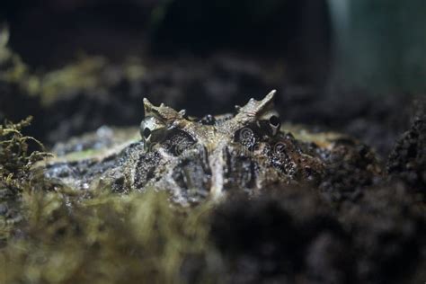 Surinam Horned Frog Ceratophrys Cornuta Stock Photo - Image of head ...