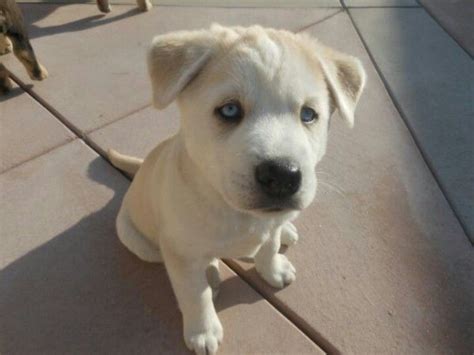 #blueeyed #Rottweiler #siberianhusky #lab mix puppies | Mixed breed ...