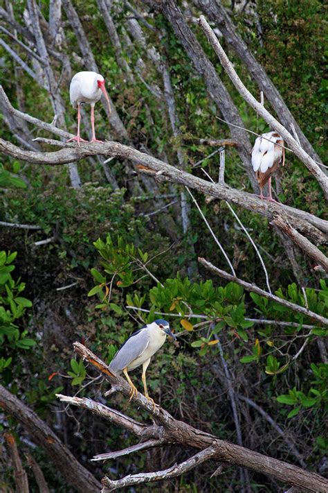 Everglades National Park: Matthew Sileo Photography | Birds, Wildlife, Ecology, Conservation ...