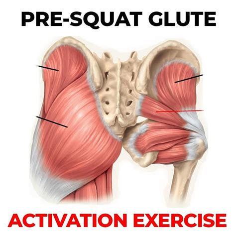 🚨 3 BANDED SQUAT GLUTE ACTIVATION EXERCISES 🚨 The gluteal muscles consist of several different ...