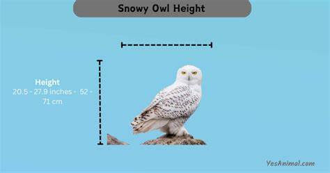 Snowy Owl Size Compared: Silent Hunters, Big Wings 2024