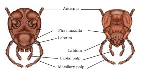 Morphology and anatomy of cockroach - BIOLOGY4ISC