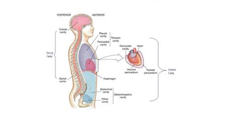 Anatomical Planes & Body Cavities Quiz Questions And Answers | Attempts: 72173 - Trivia & Questions