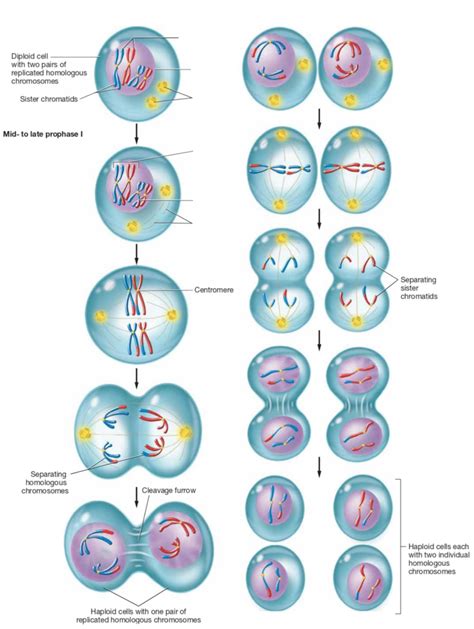 Meiosis Diagram | Quizlet