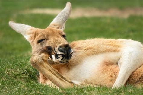 Kangaroo Facts For Kids - Brisbane Kids