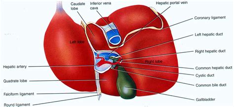 Liver structure Diagram