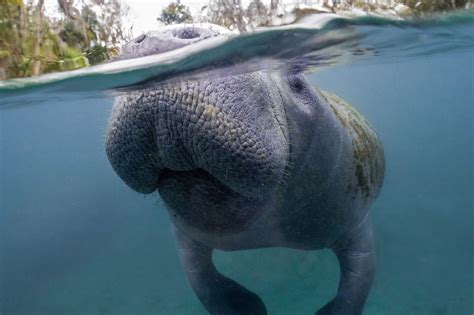 Crystal River Manatee - Florida | Manatee florida, Manatee, Crystal river