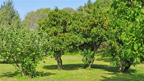 5 Best Citrus Tree Fertilizers | How Effective Are They? - School of Garden