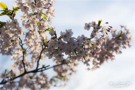 10 Free Cherry Blossom Zoom Backgrounds & Screensavers