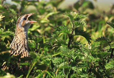 Over €4m awarded to Corncrake Conservation Project - 18 December 2019 Free