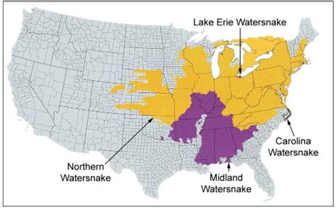 3 Types of WATER Snakes Found in Maine! (2024) - Bird Watching HQ