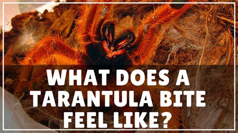 What Does A Tarantula Bite Feel Like?