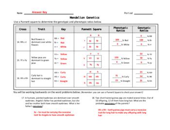 Mendelian Genetics Punnet Square Worksheet by Windham Science | TpT