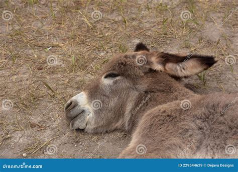 Burro Foal Sleeping in the Heat of the Summer Stock Image - Image of donkey, burro: 229544629