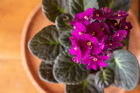 10 of the Most Beautiful Indoor Flowering Plants