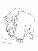 Bison coloring pages  SeaColoring sketch template