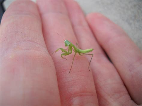 In case you were wondering, this is what a baby praying mantis looks like. : r/pics