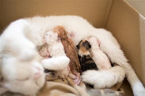 How to Take Care of Newborn Kittens & a Mother Cat | Animals - mom.com