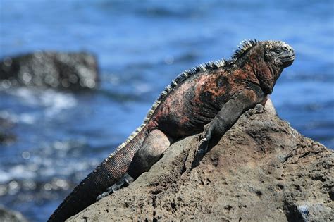 Marine Iguanas Can Hold Their Breath For 20 Minutes! » Yodoozy®