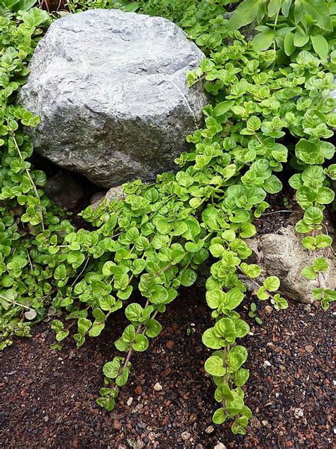 Yerba buena used in garden, kitchen