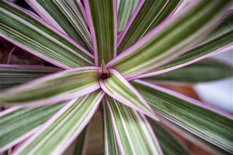 Moses in the Cradle Care Guide (Tradescantia spathacea) | Just Houseplants