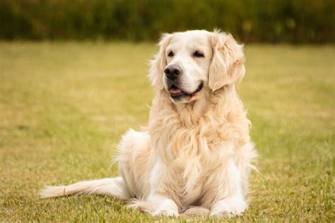 Is a Yellow Lab a Golden Retriever? - PatchPuppy.com