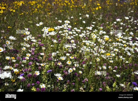 Sea of flowers Stock Photo - Alamy